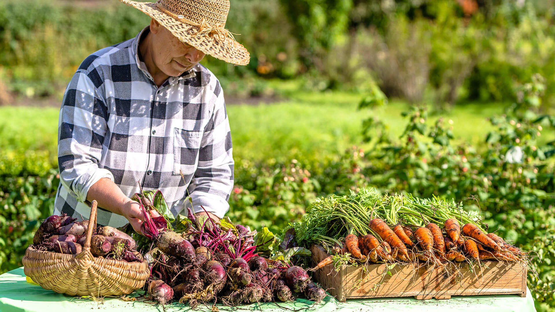 Root vegetable collection with oldman