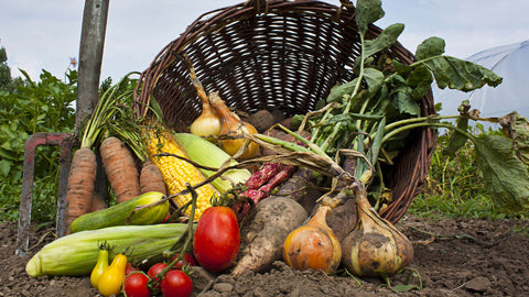 Fresh vegetable in farmhouse