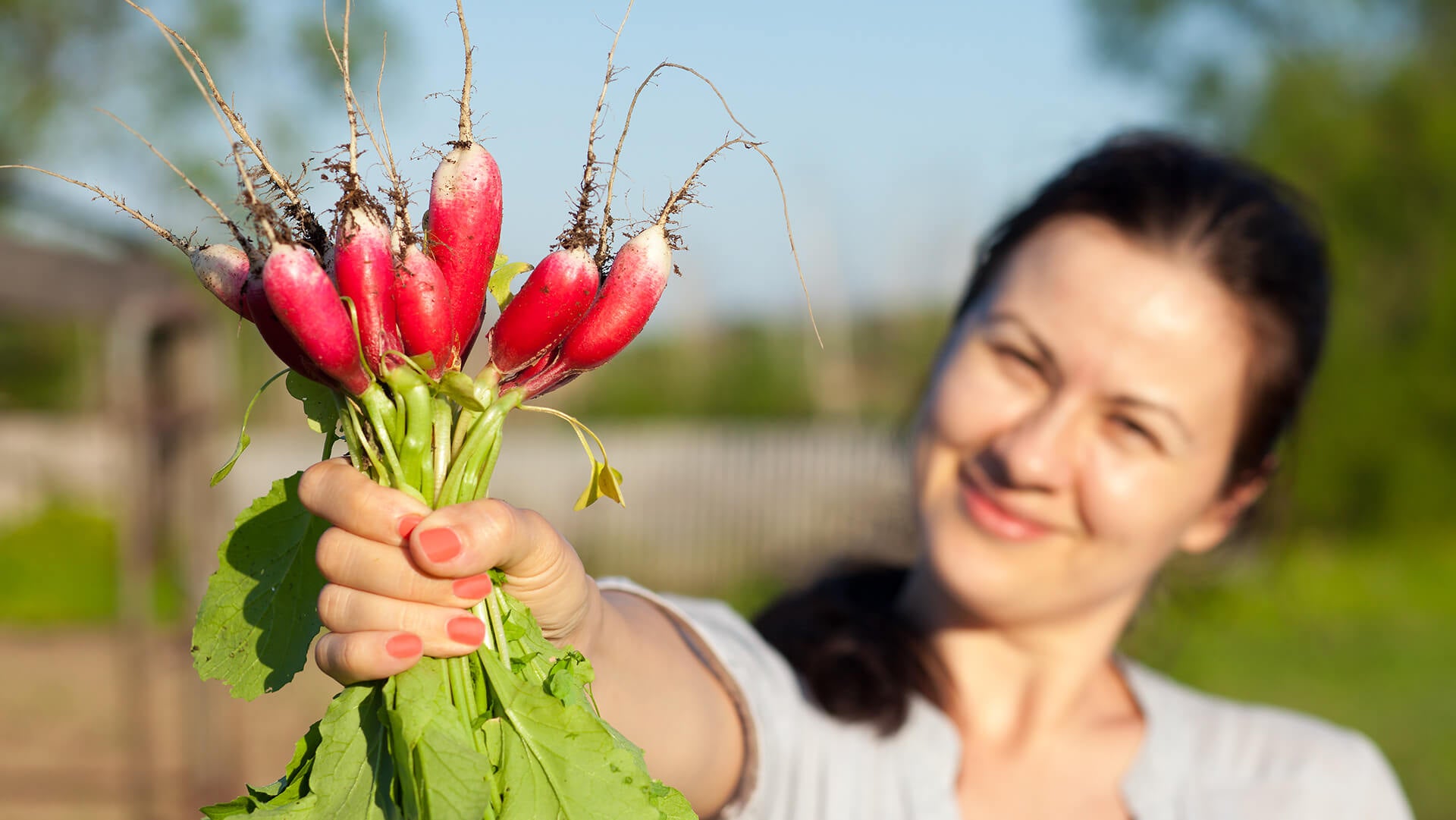Radish with roots is fully fresh