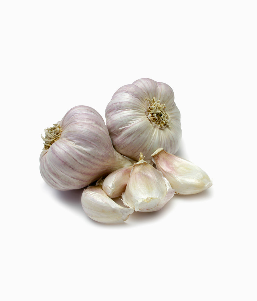 Garlic